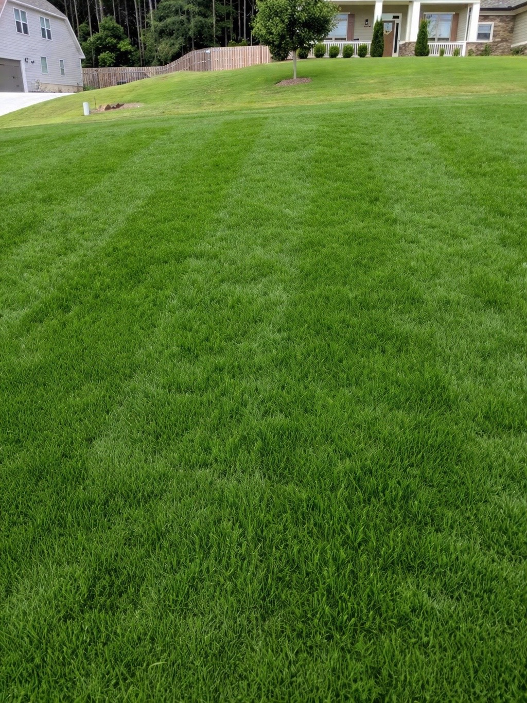After lawn recovery treatment