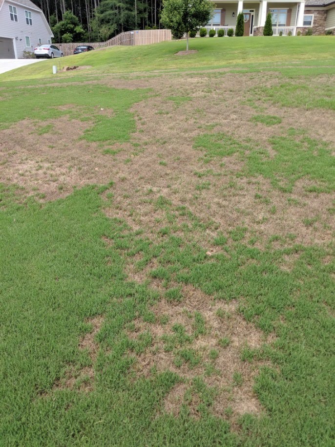 Before lawn recovery treatment