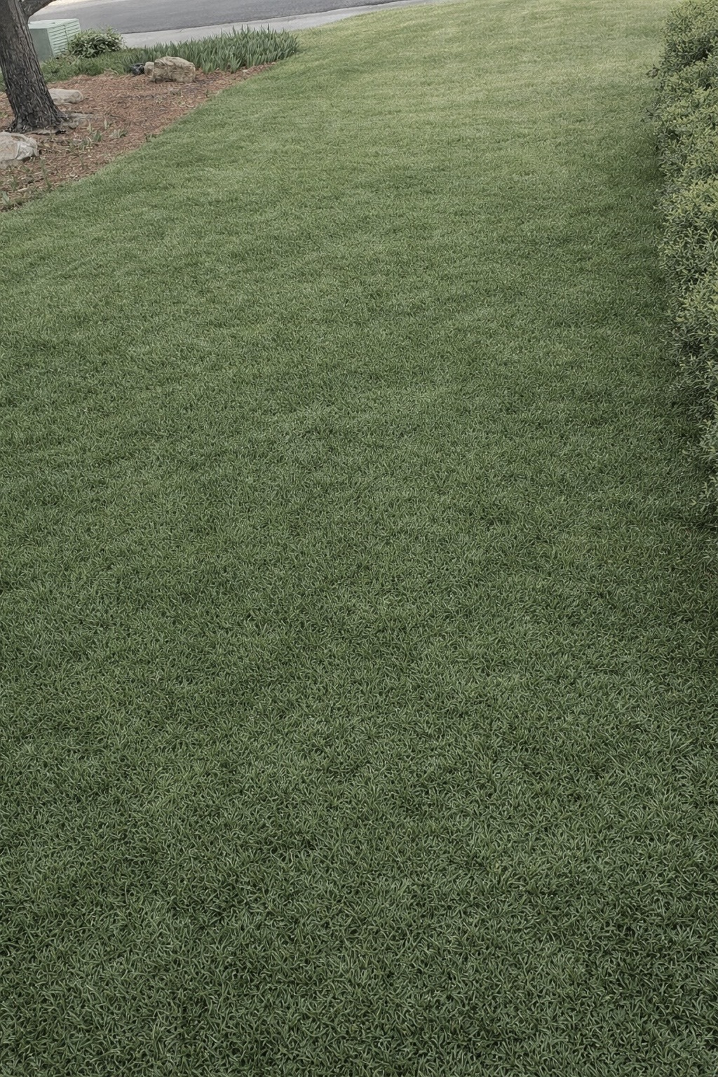 Healthy green lawn after treatment