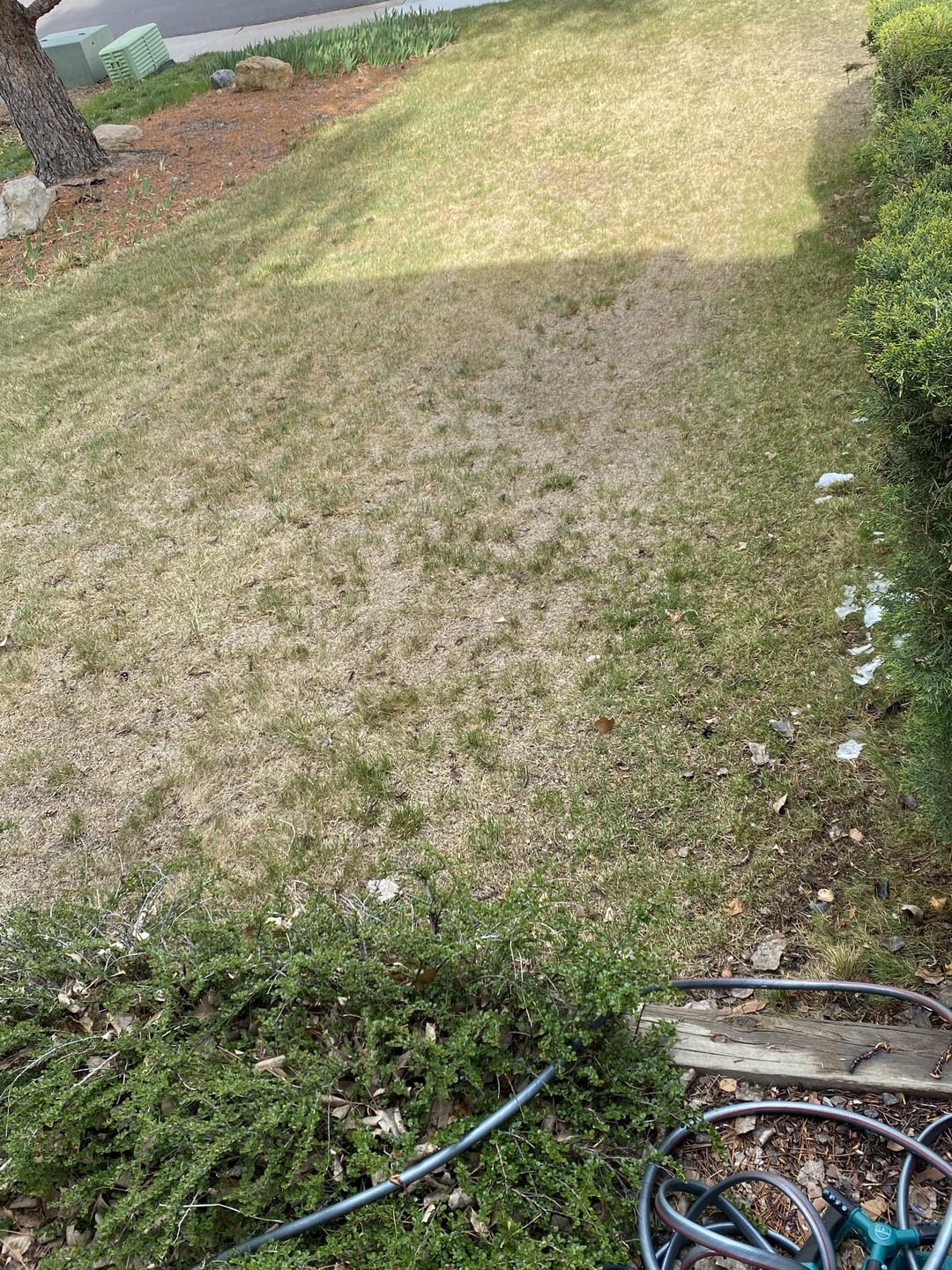 Thin brown lawn before treatment